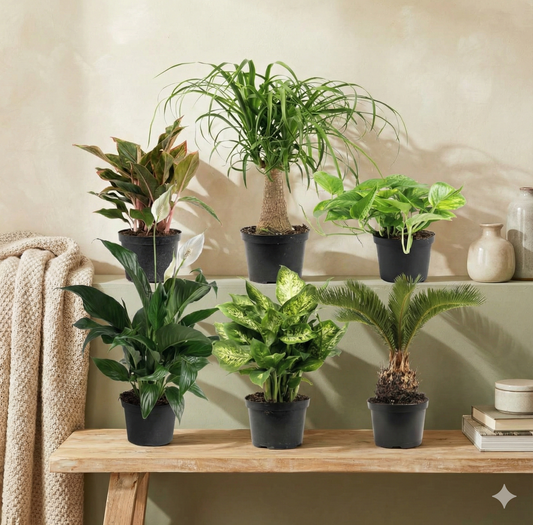 Leafy Ladder Lush Living Plant Collection (12-16 inches Tall)