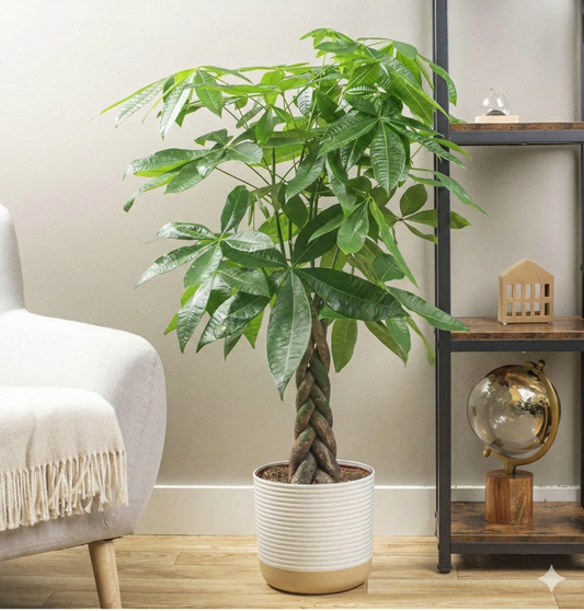 Leafy Ladder Braided Money Tree