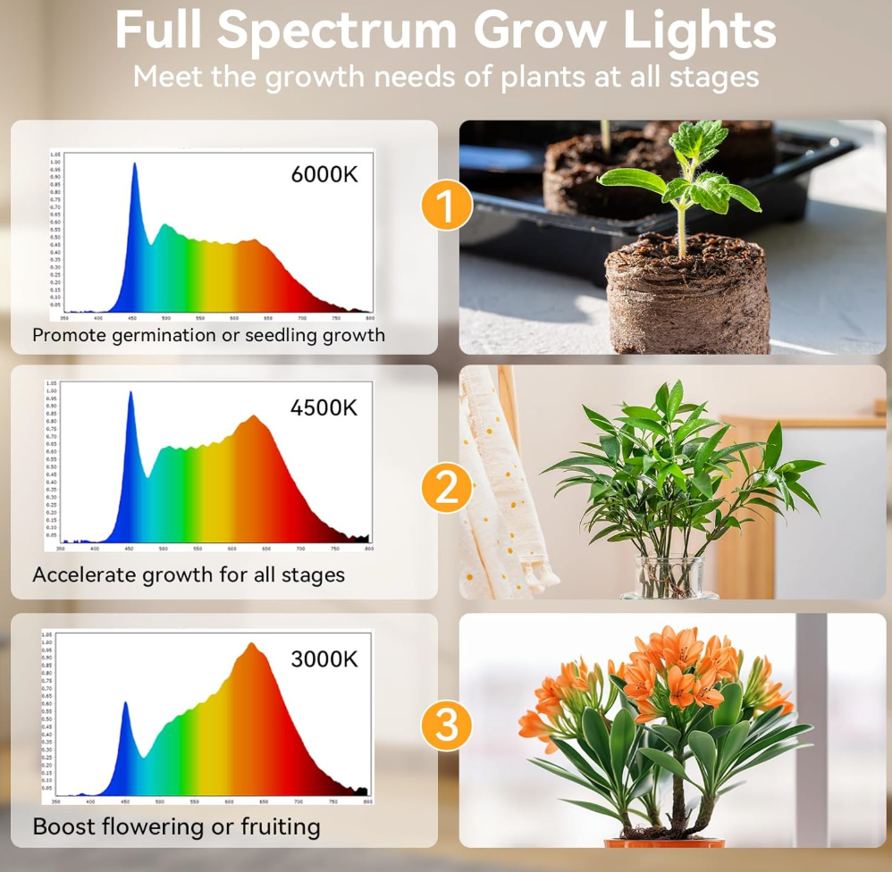 The Magnolia Glow Stand