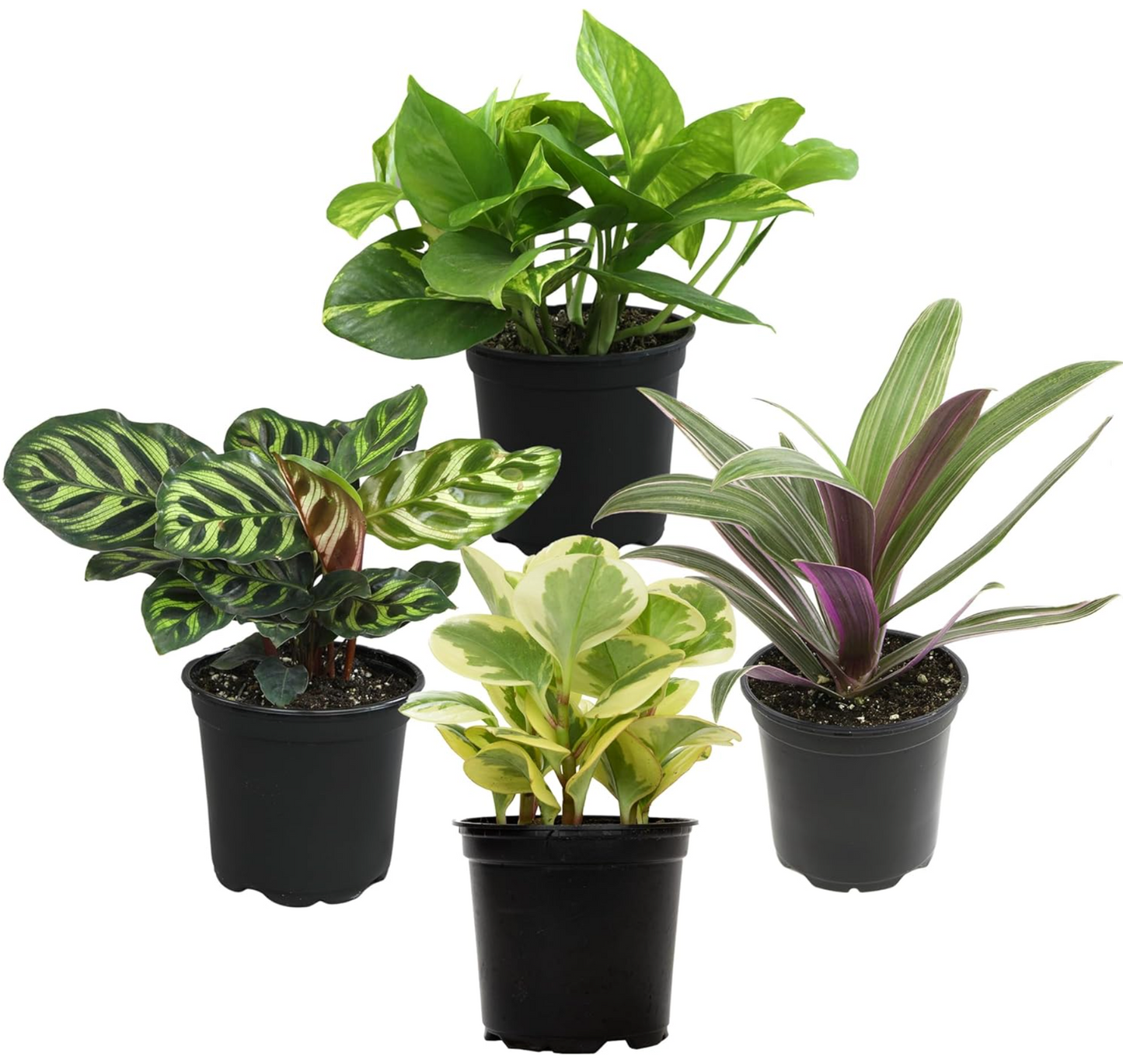 4 Easy-Care Indoor Plants Set