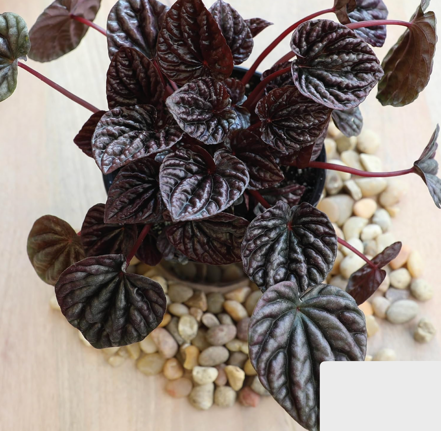 4 Easy-Care Indoor Plants Set