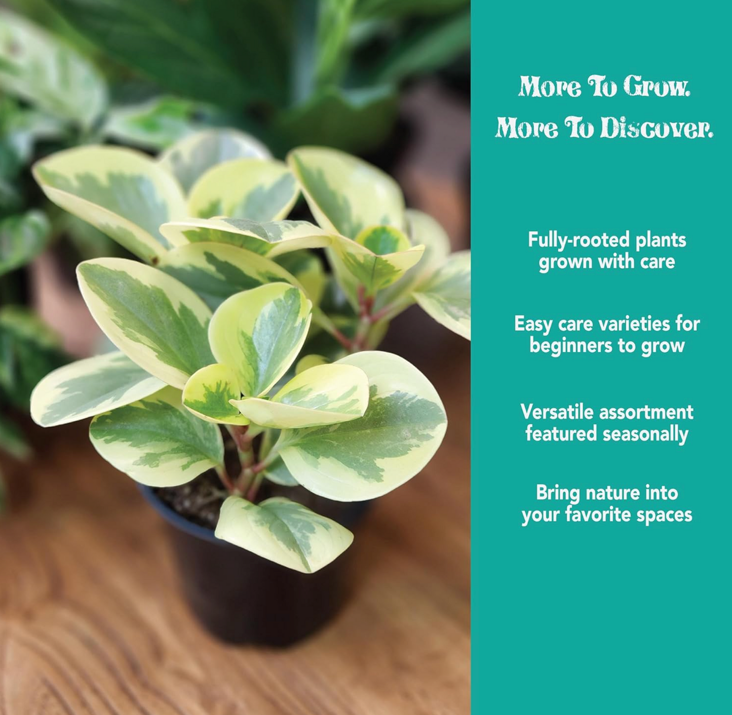 4 Easy-Care Indoor Plants Set