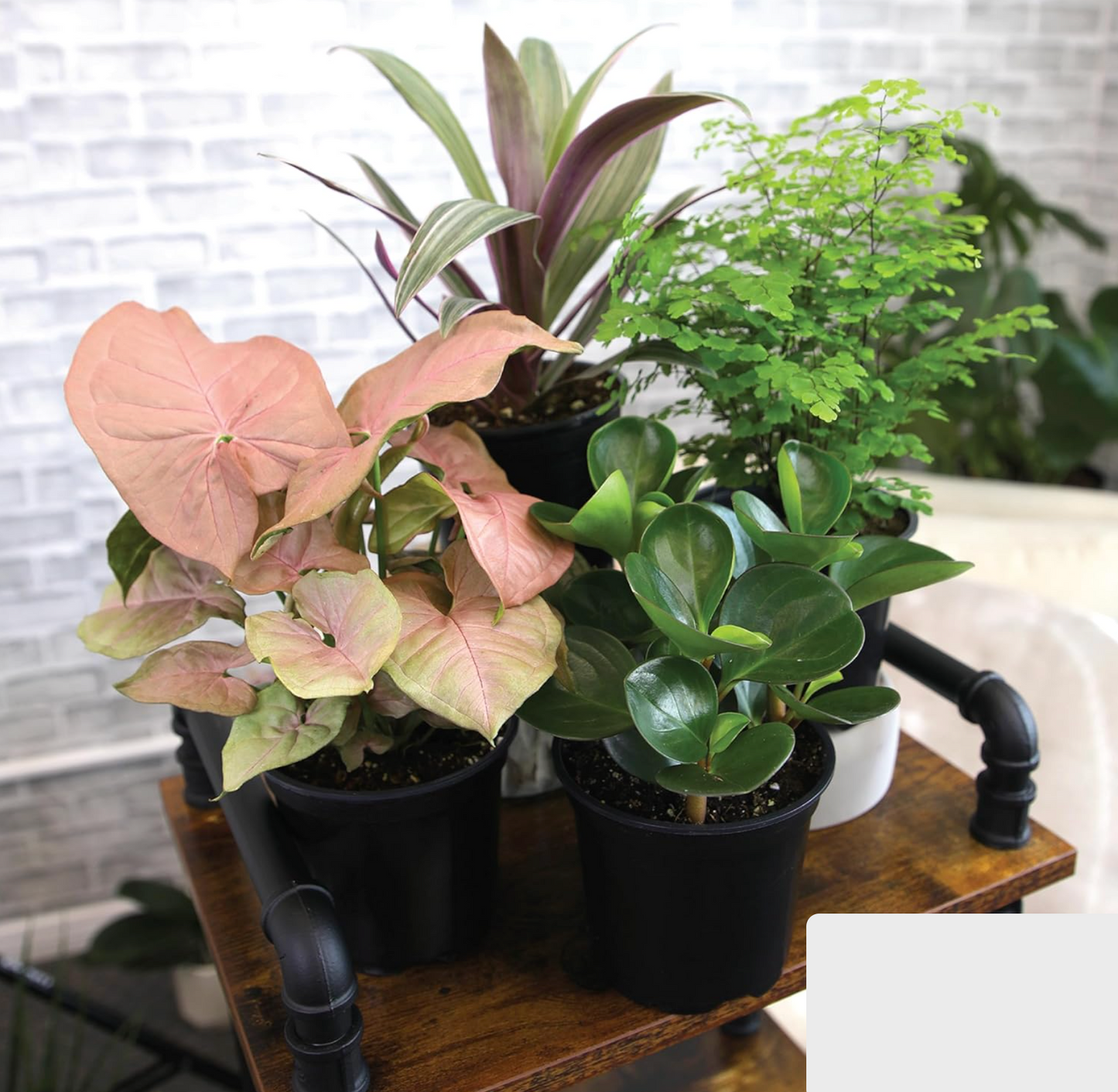 4 Easy-Care Indoor Plants Set