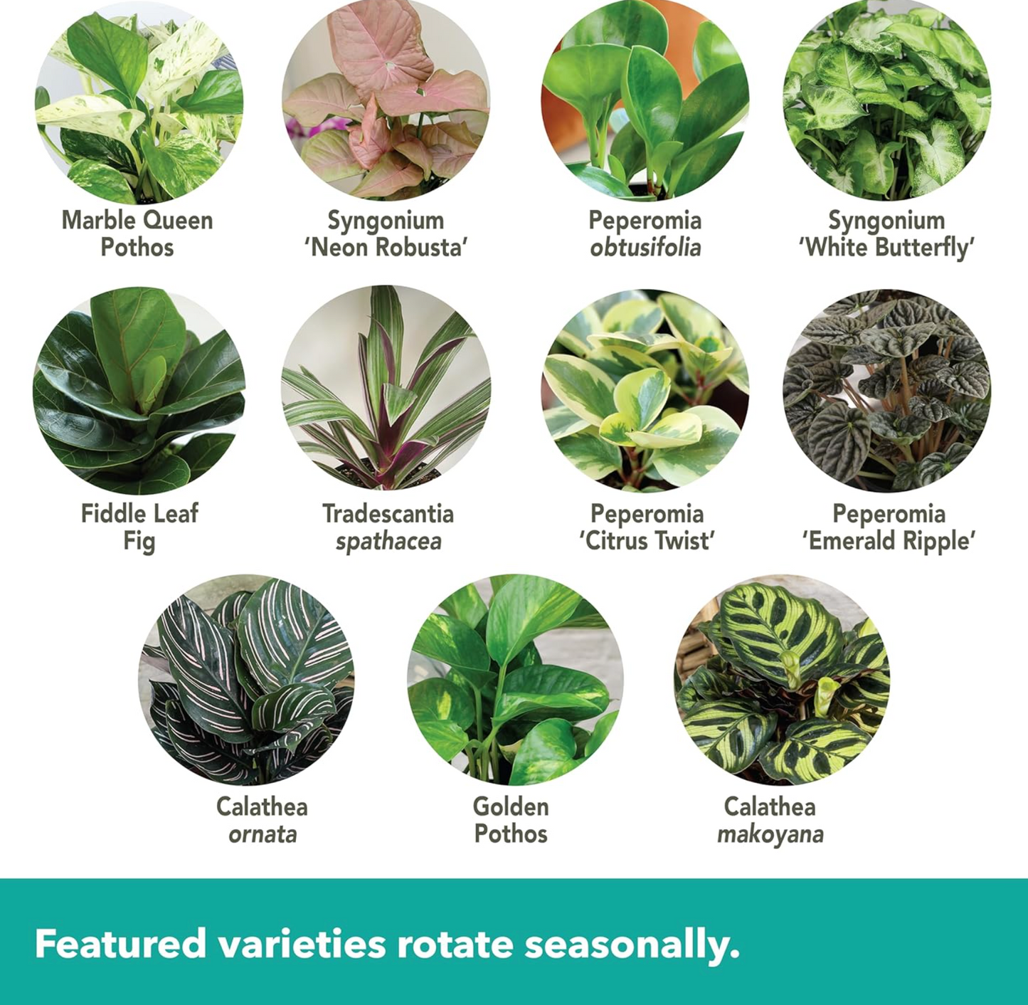 4 Easy-Care Indoor Plants Set