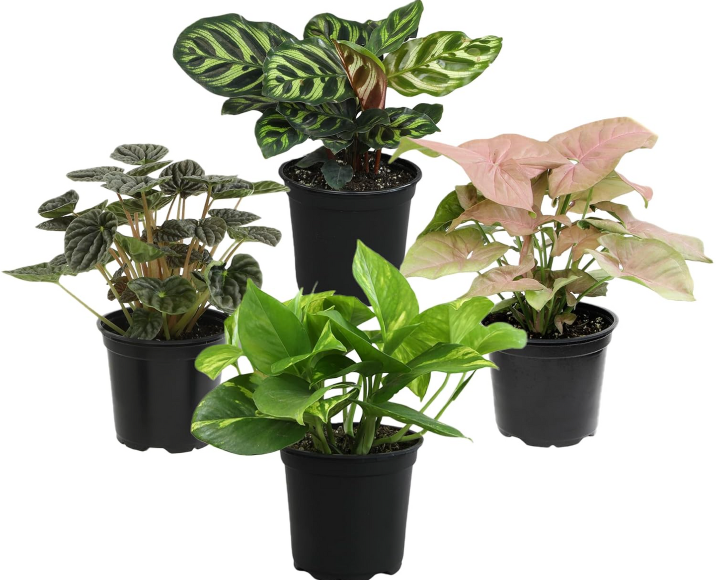 4 Easy-Care Indoor Plants Set
