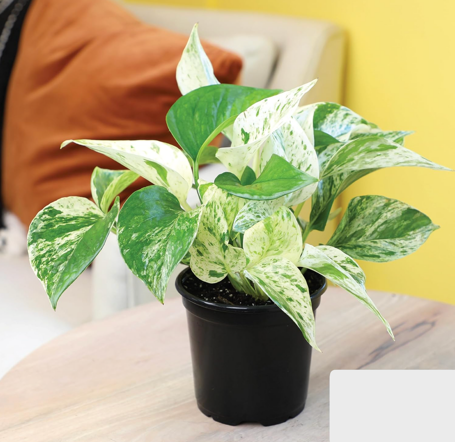 4 Easy-Care Indoor Plants Set