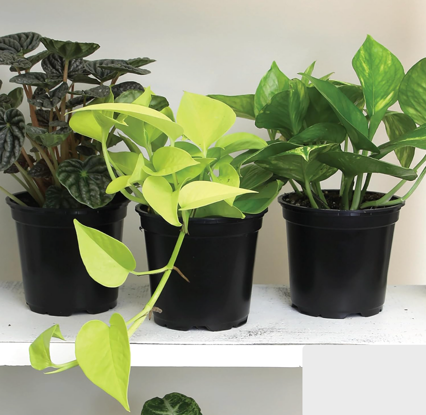 4 Easy-Care Indoor Plants Set