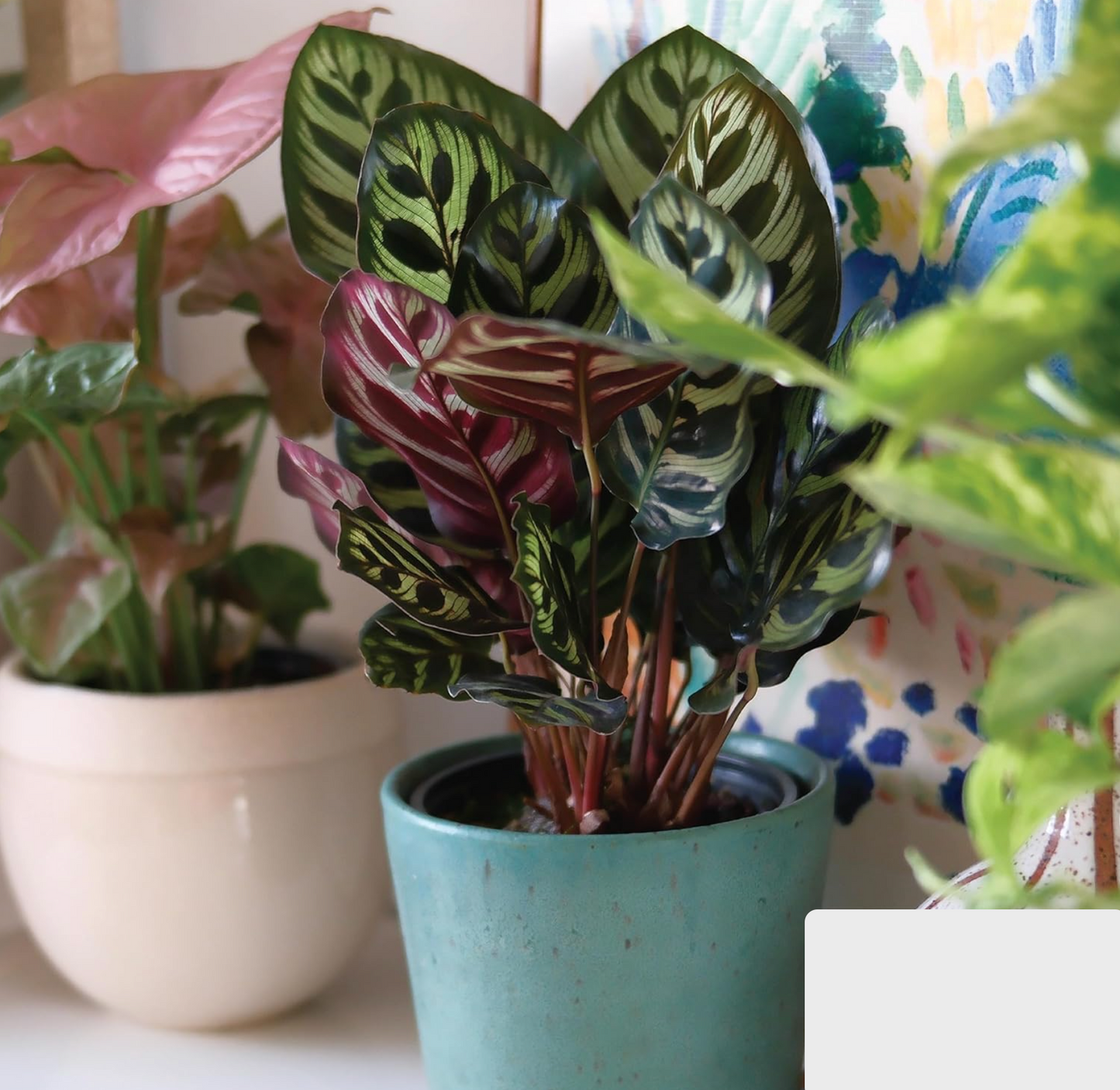 4 Easy-Care Indoor Plants Set