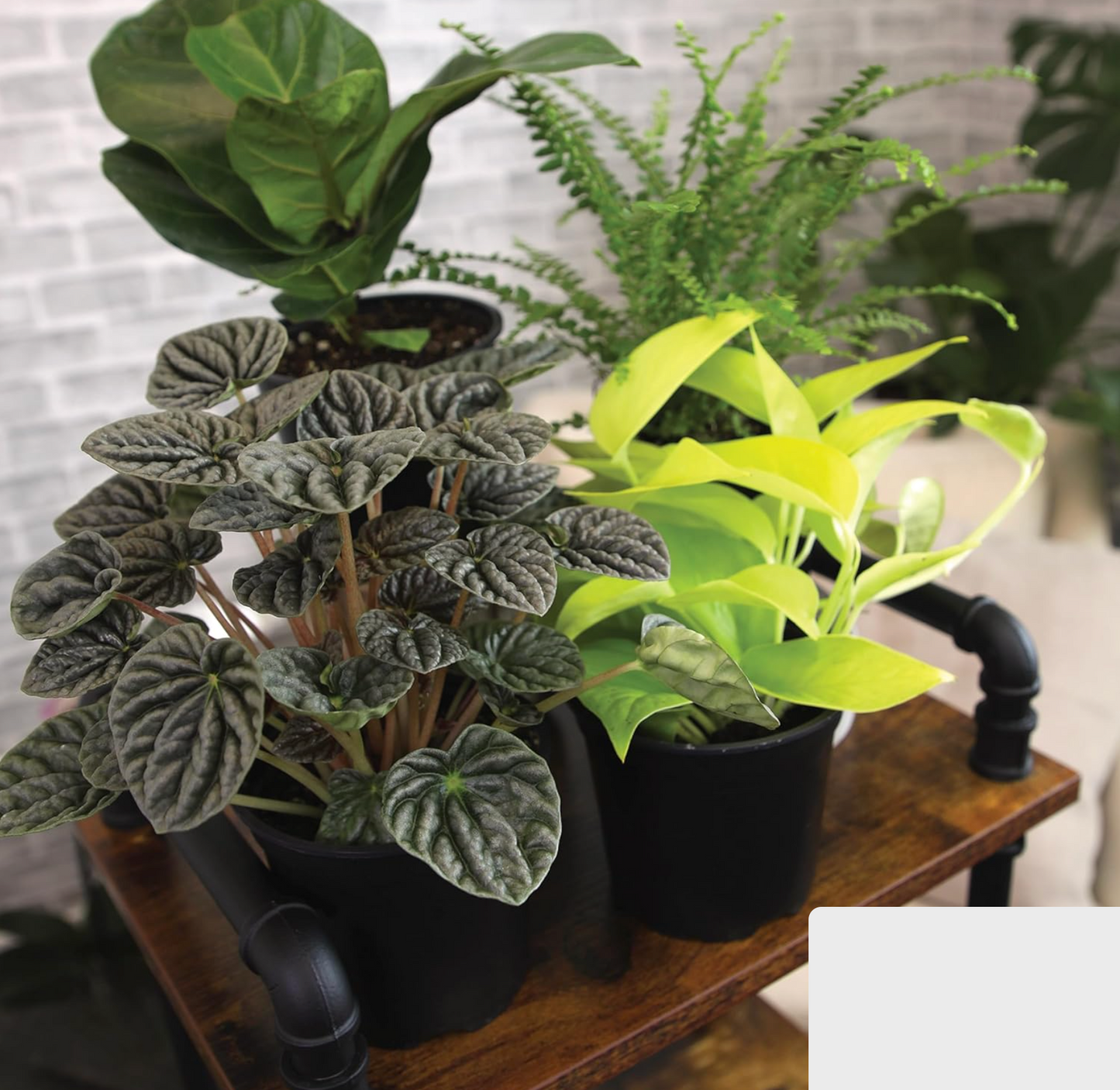 4 Easy-Care Indoor Plants Set