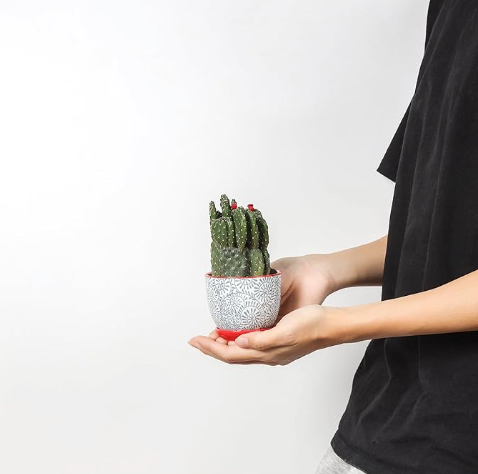 The Jubilee Mosaic Planter Trio