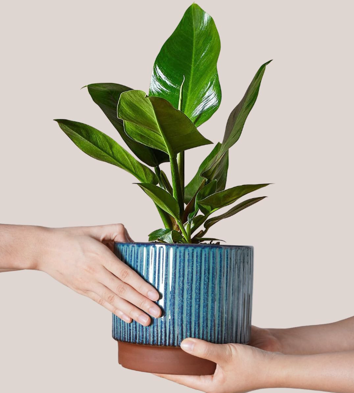 The Meridian Grove Planter Set