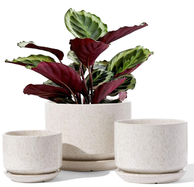 The Aura Birch Planter Set