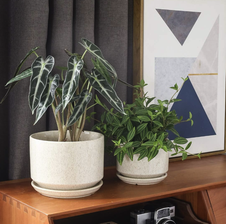 The Aura Birch Planter Set