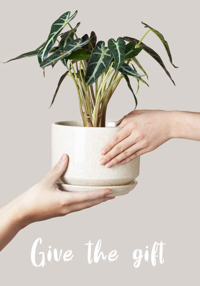 The Aura Birch Planter Set