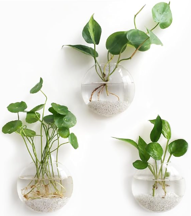 hanging plants in glass bowls Glass Wall Propagation Bowl Set – Leafy Ladder