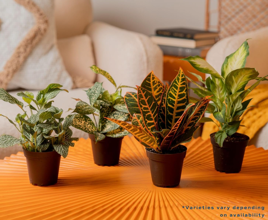 Leafy Ladder Welcome Home Plant Bundle (8-10 inches Tall)