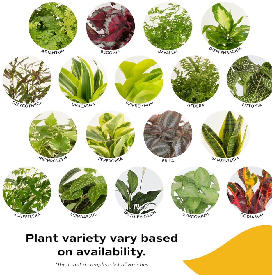 Leafy Ladder Welcome Home Plant Bundle (8-10 inches Tall)