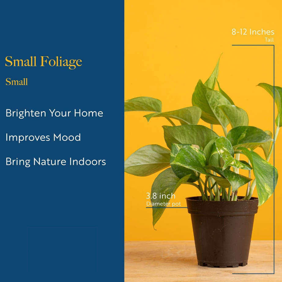 Leafy Ladder Welcome Home Plant Bundle (8-10 inches Tall)