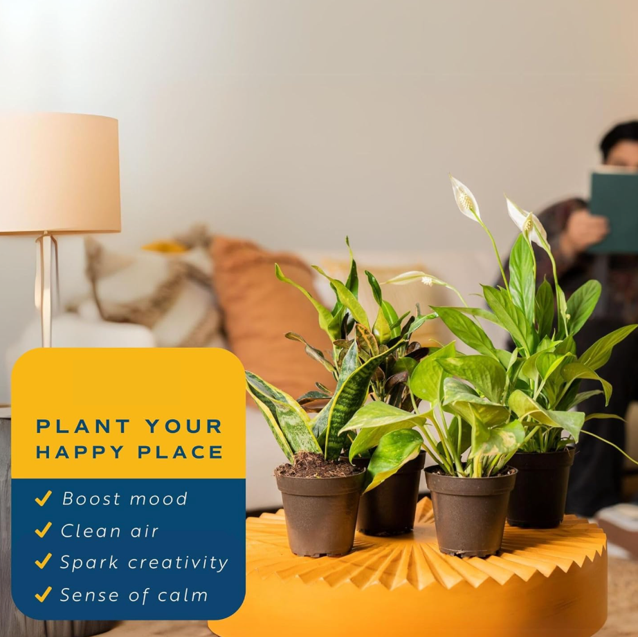 Leafy Ladder Welcome Home Plant Bundle (8-10 inches Tall)