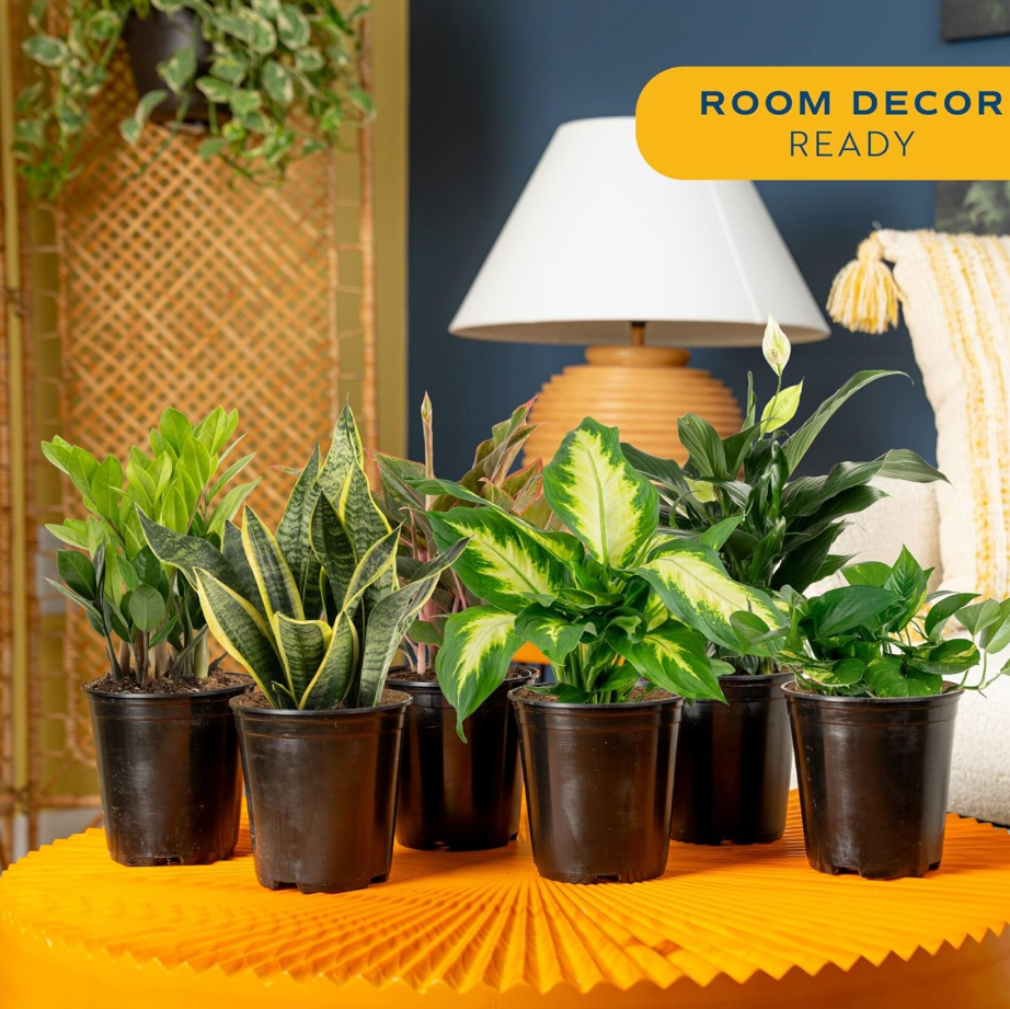 Leafy Ladder Lush Living Plant Collection (12-16 inches Tall)