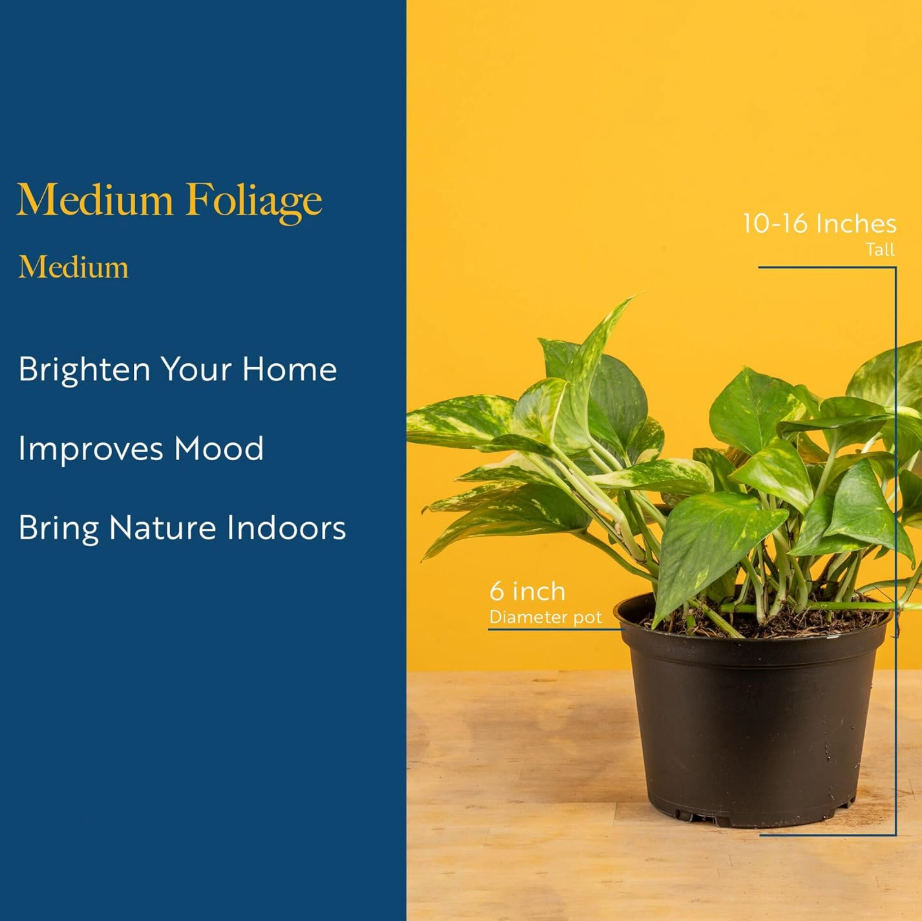 Leafy Ladder Lush Living Plant Collection (12-16 inches Tall)