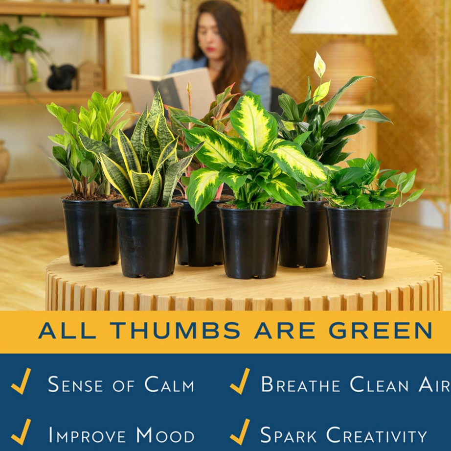 Leafy Ladder Lush Living Plant Collection (12-16 inches Tall)