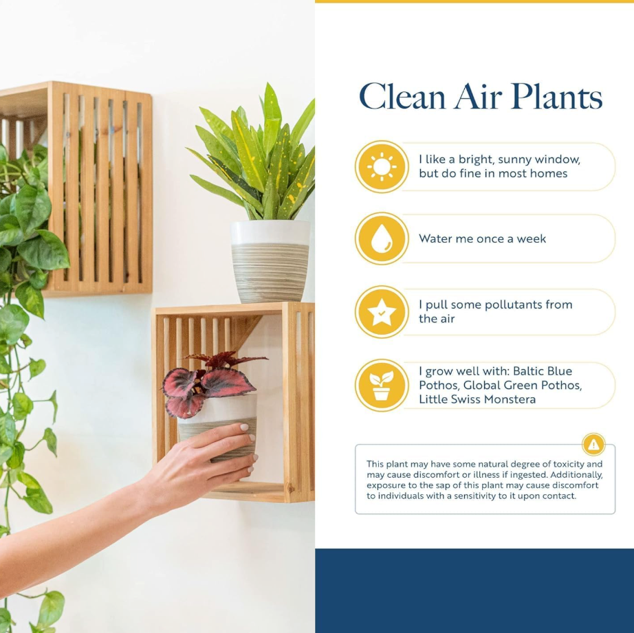 Leafy Ladder Lush Living Plant Collection (12-16 inches Tall)