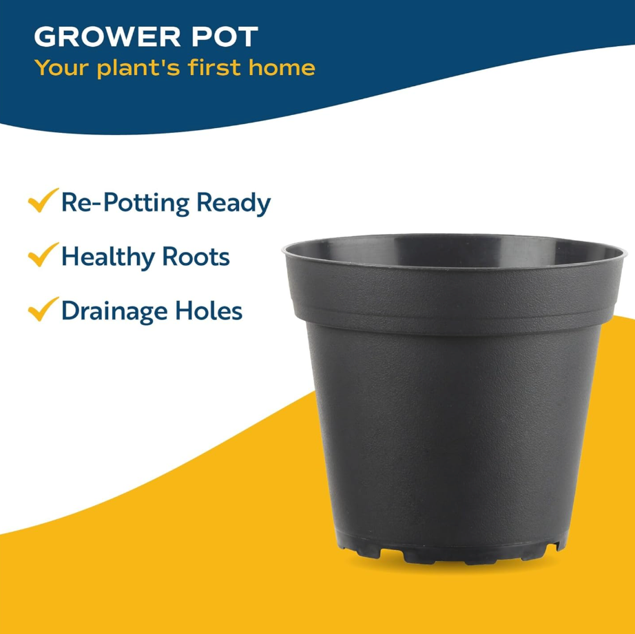 Leafy Ladder Lush Living Plant Collection (12-16 inches Tall)