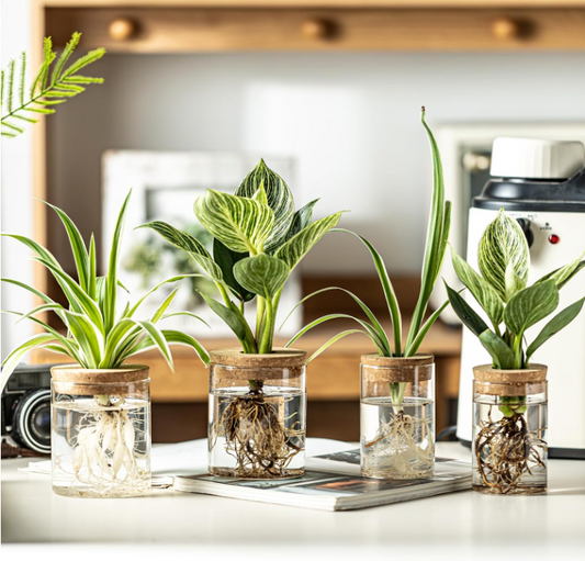 The Rooted Clarity Propagation Jar Set (Set of 4)