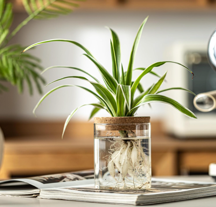 The Rooted Clarity Propagation Jar Set (Set of 4)