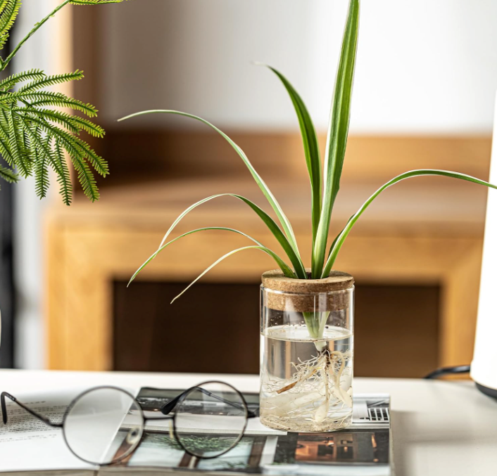 The Rooted Clarity Propagation Jar Set (Set of 4)