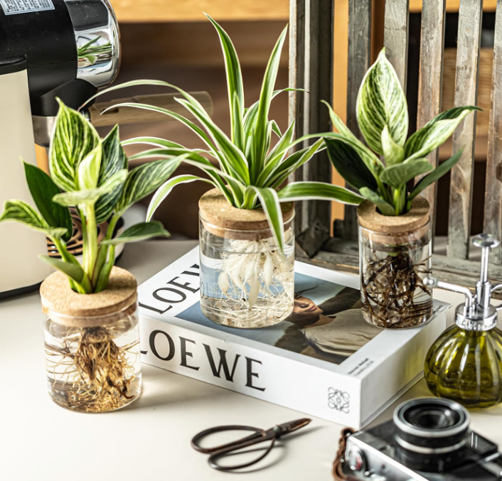 The Rooted Clarity Propagation Jar Set (Set of 4)