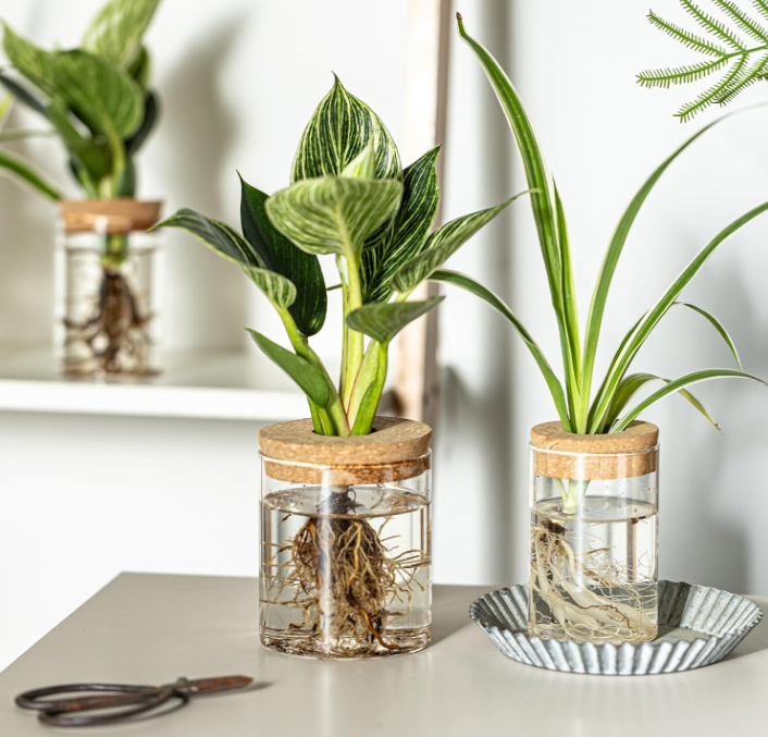 The Rooted Clarity Propagation Jar Set (Set of 4)