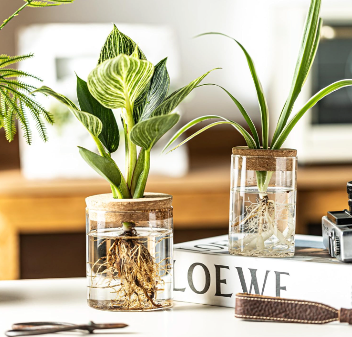 The Rooted Clarity Propagation Jar Set (Set of 4)