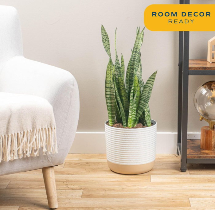 The Verdant Sentinel Snake Plant