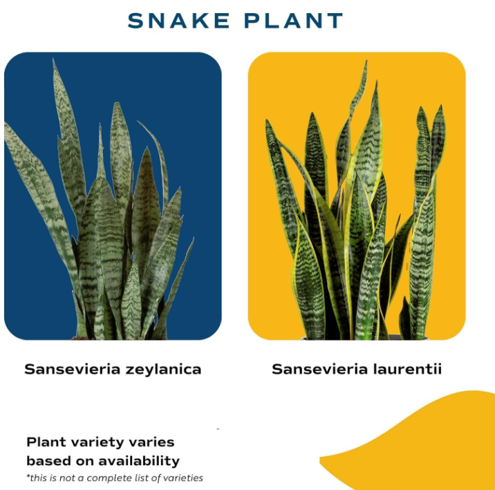 The Verdant Sentinel Snake Plant