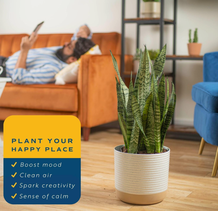 The Verdant Sentinel Snake Plant