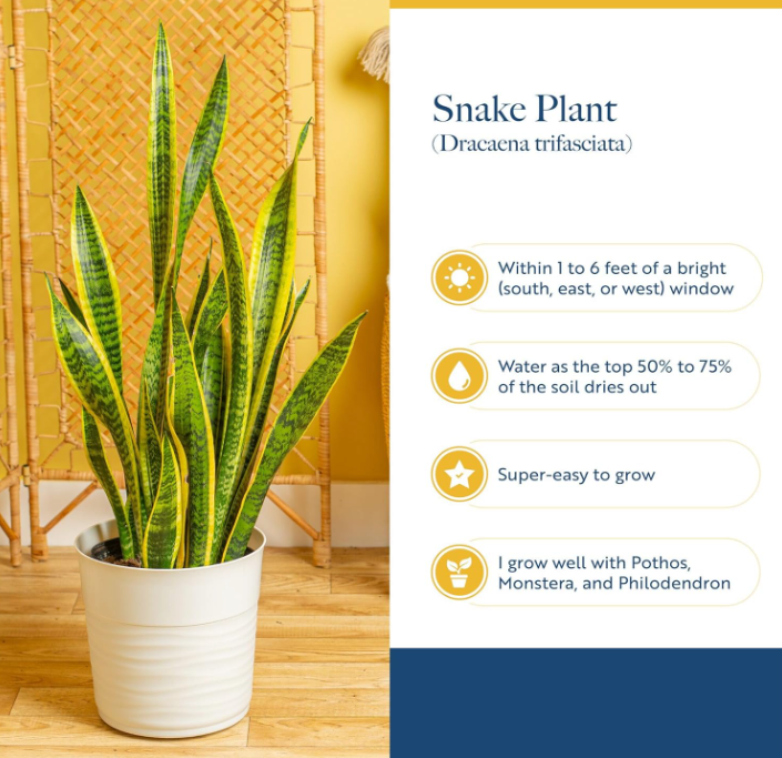 The Verdant Sentinel Snake Plant