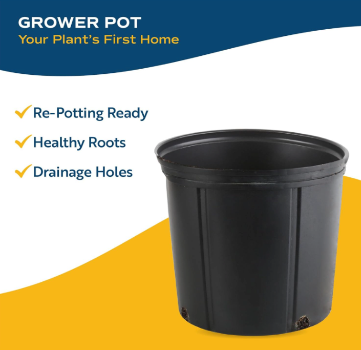 The Verdant Sentinel Snake Plant