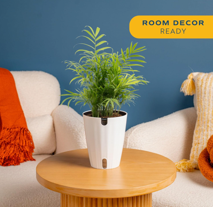 The Tranquil Palm Parlor