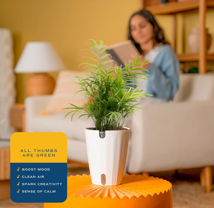 The Tranquil Palm Parlor