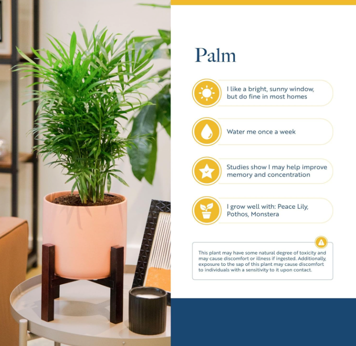 The Tranquil Palm Parlor