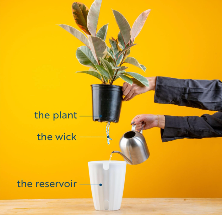 The Tranquil Palm Parlor