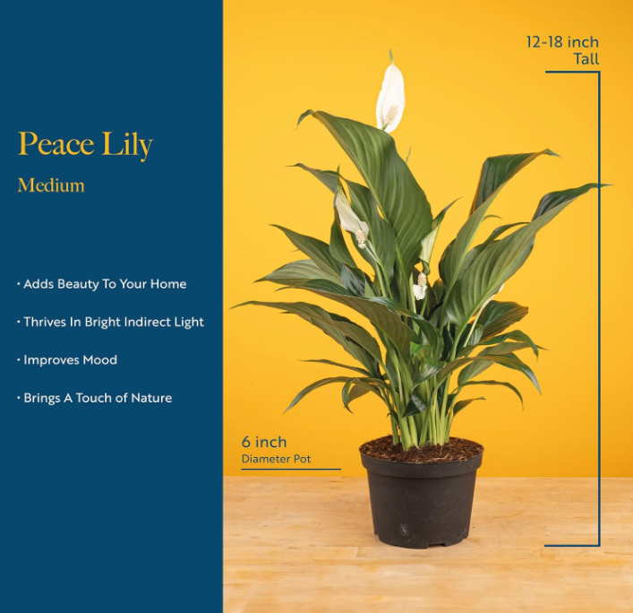 The Serene Whisper Peace Lily