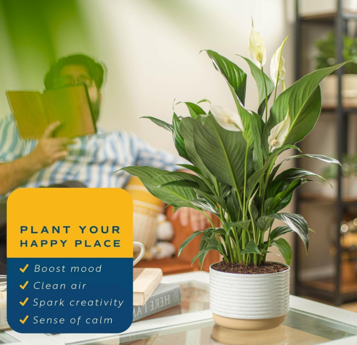 The Serene Whisper Peace Lily