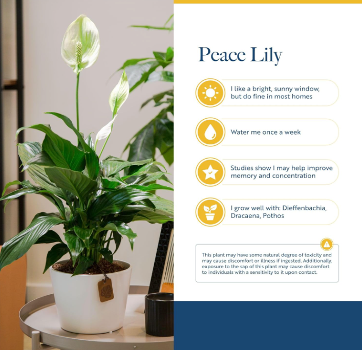 The Serene Whisper Peace Lily