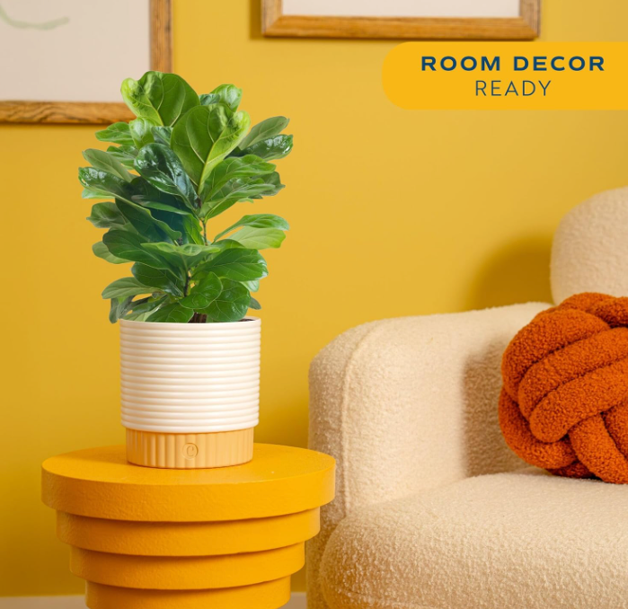 The Modern Muse Fiddle Leaf Fig