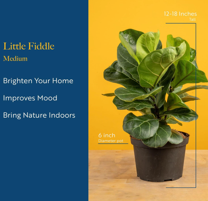 The Modern Muse Fiddle Leaf Fig