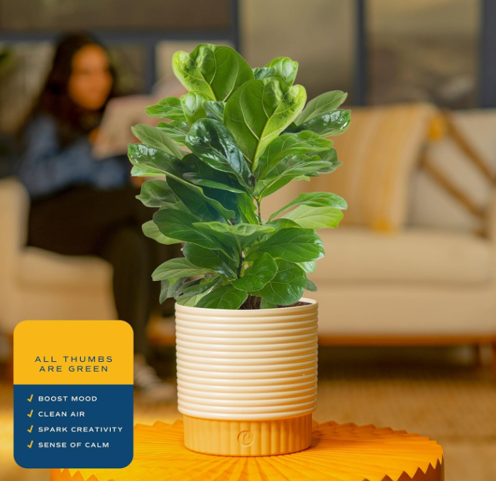 The Modern Muse Fiddle Leaf Fig