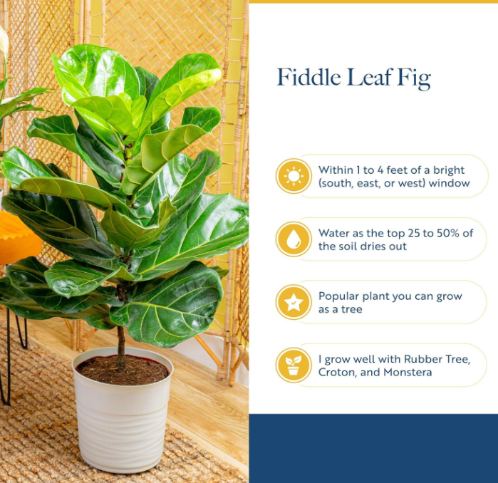 The Modern Muse Fiddle Leaf Fig